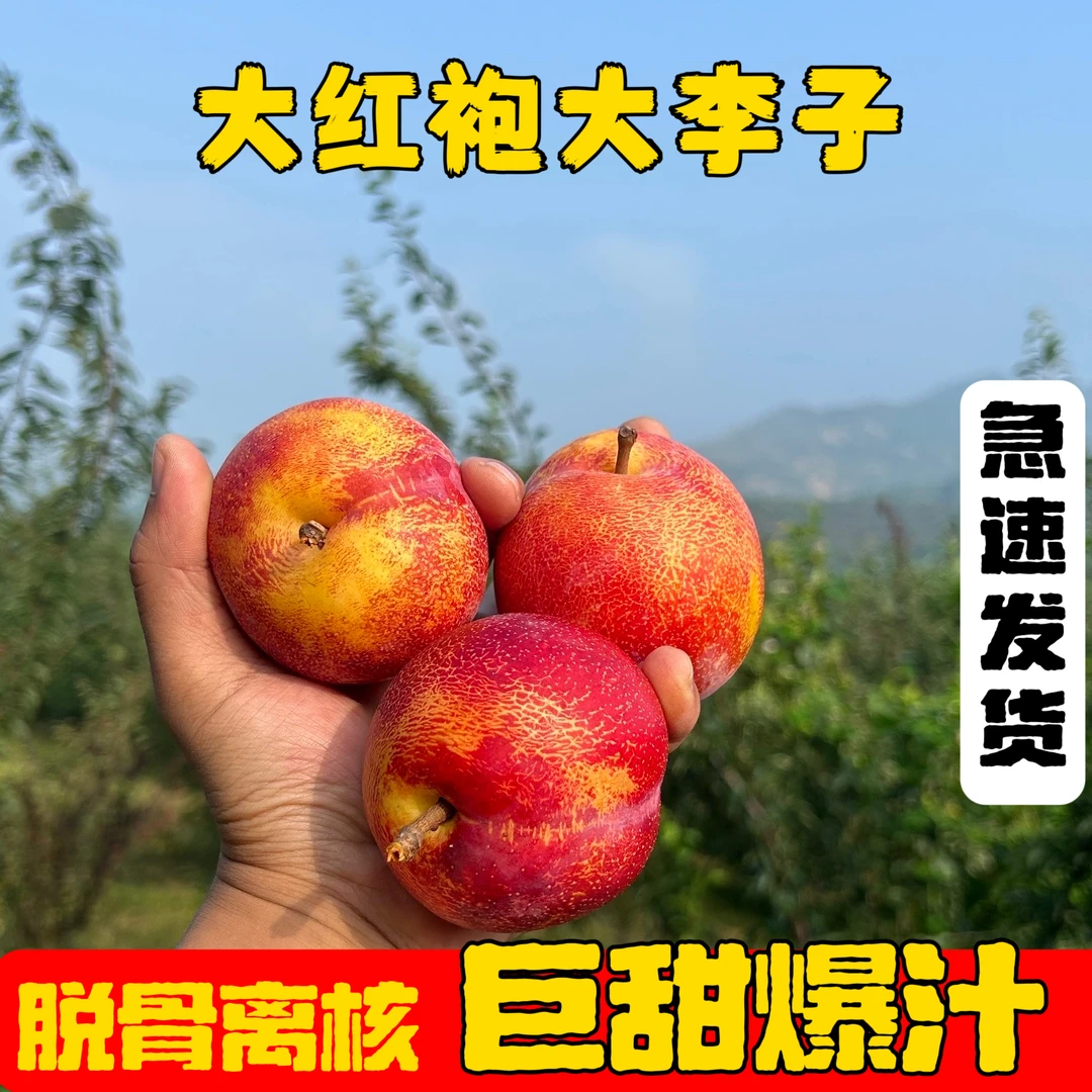 产地直发水果周家大红袍李子产地应季水果脱骨东北大李子孕妇水果