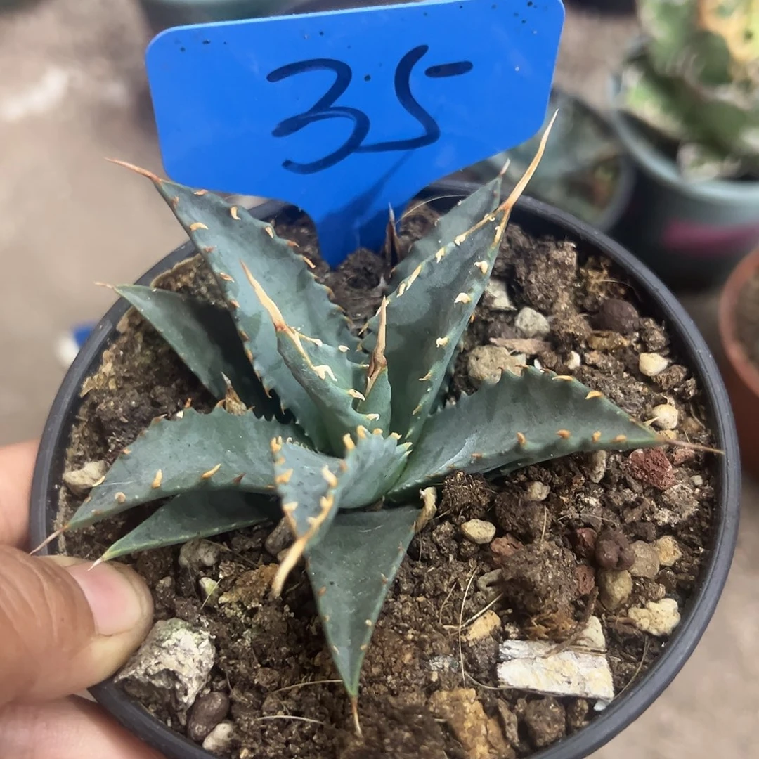 偏****⇞妖岩生长植物