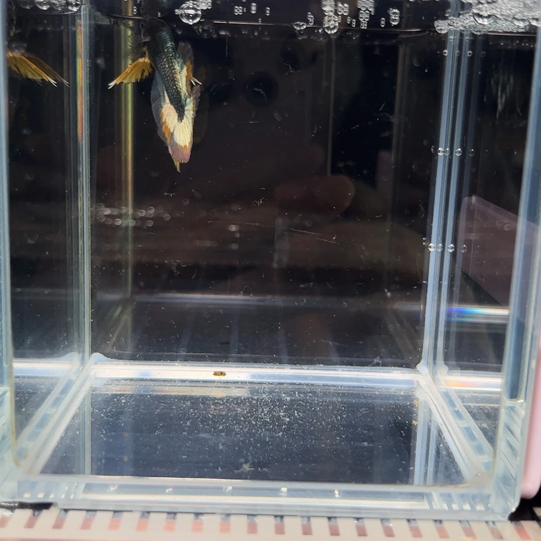 海水鱼宙斯斗鱼竞拍1-3