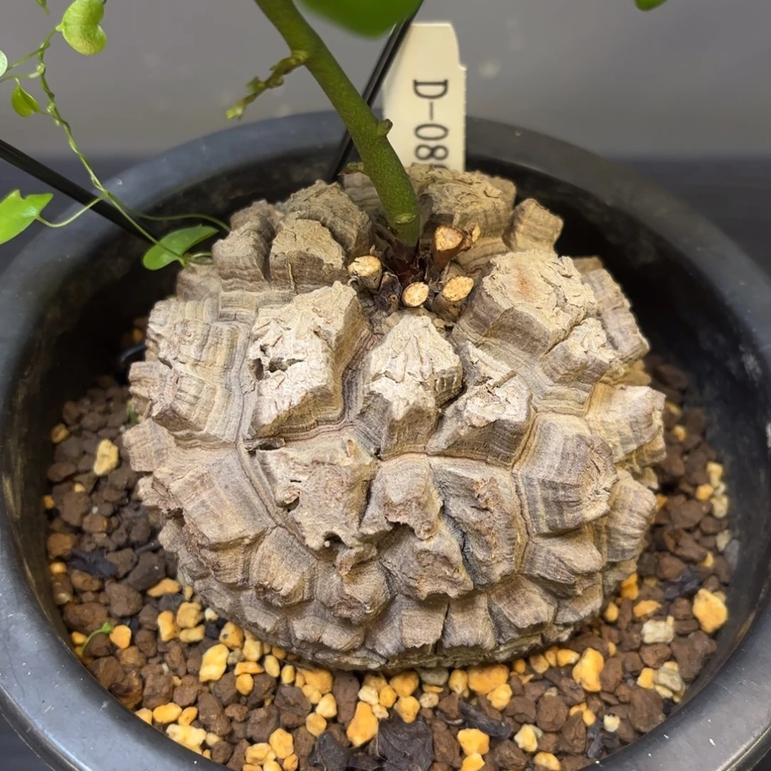 6号日系龟甲龙带盆包邮不退不换