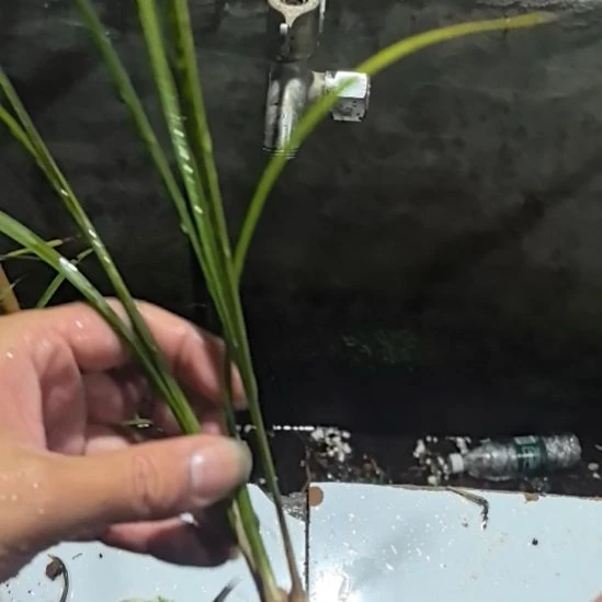 完全开放红燕龙头苗中等苗