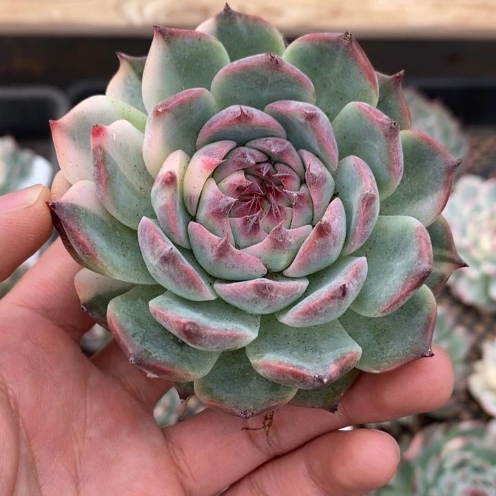 吉娃娃锦多肉植物A2791