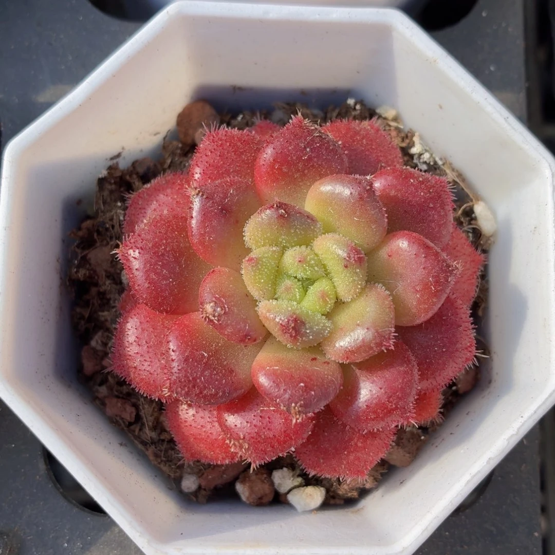 卡罗尔多肉9.9包邮发货