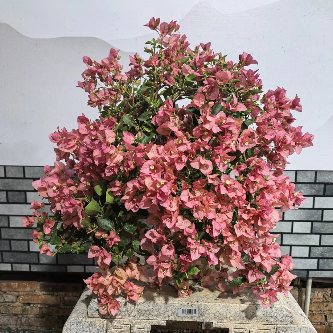 【艺景园娜娜专用】特大号卡亚塔花瀑布三角梅盆景侧飘老桩勤花好养