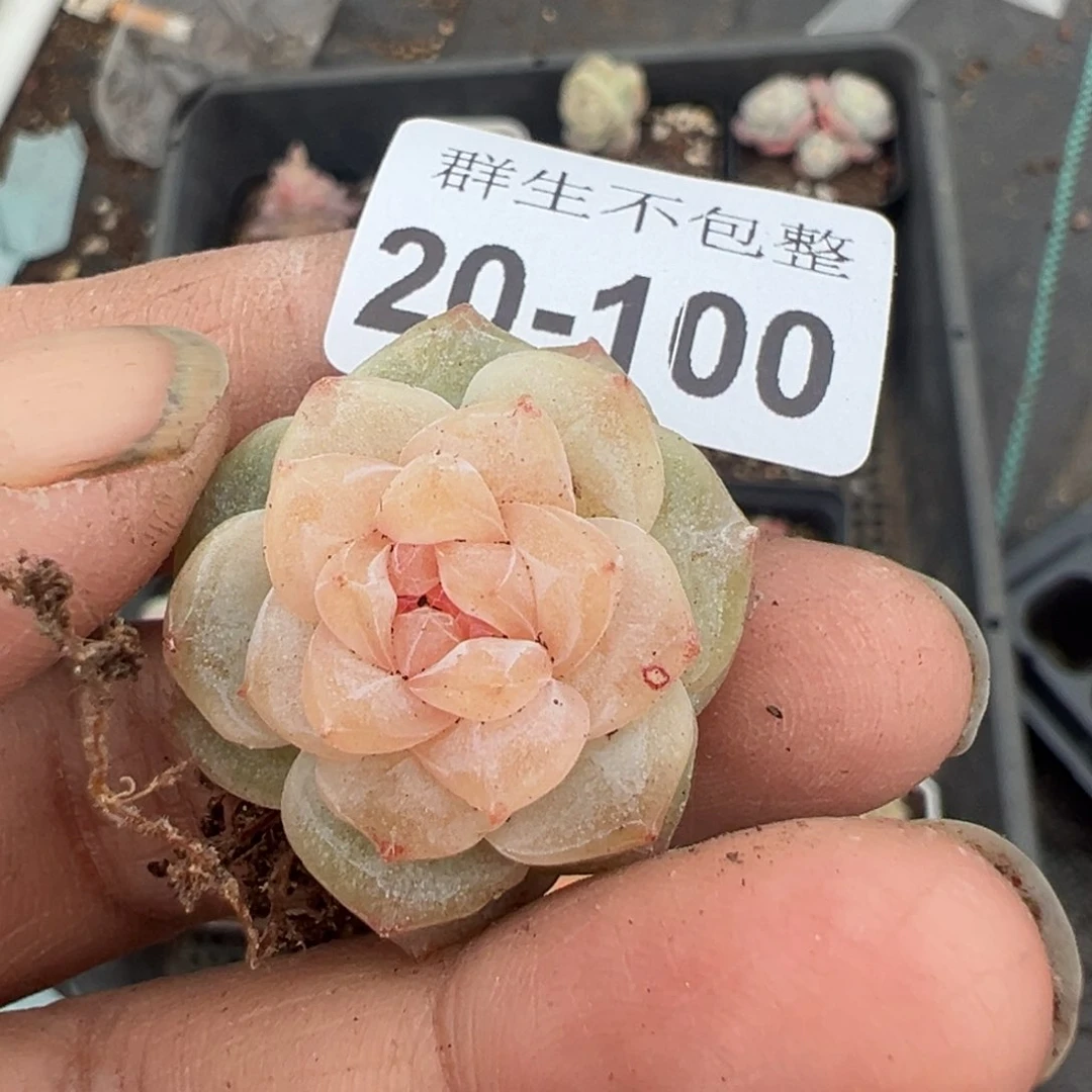 尘*墨小卡拉米糖心一物一拍20-100