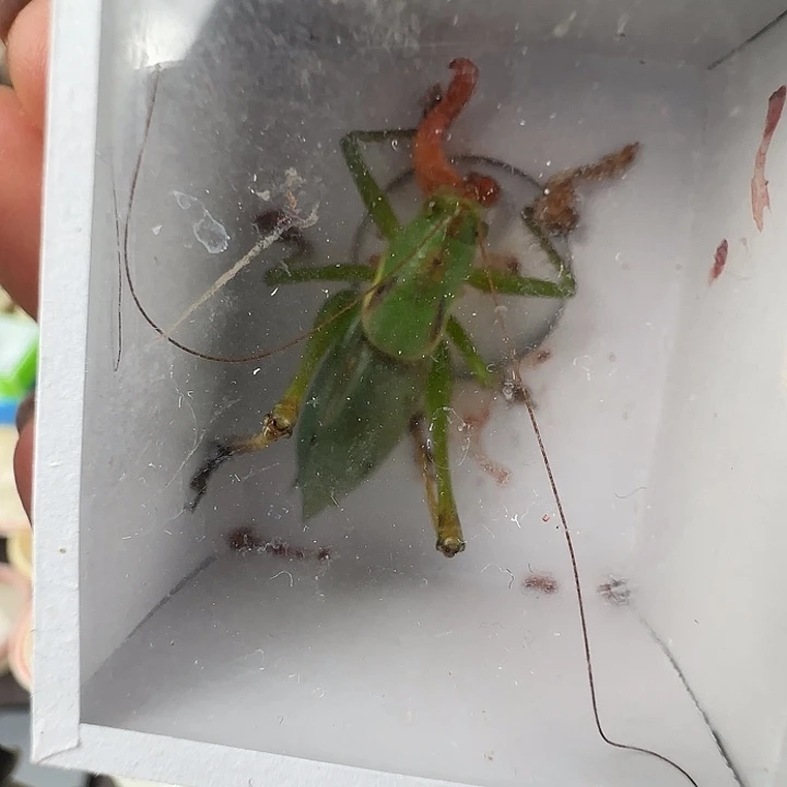 扎嘴一只…………………………