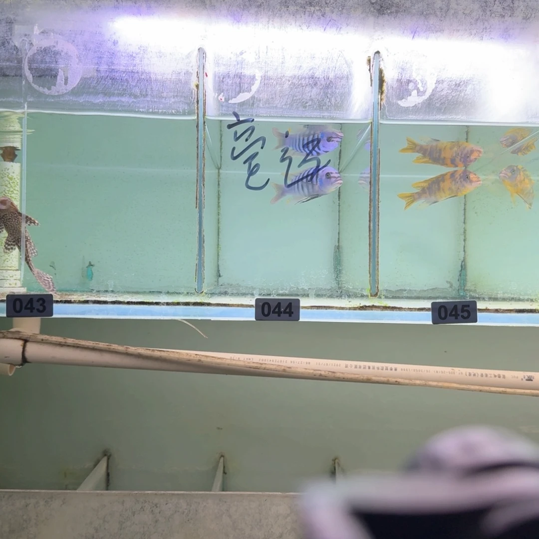 慈鲷鱼44号大骷髅