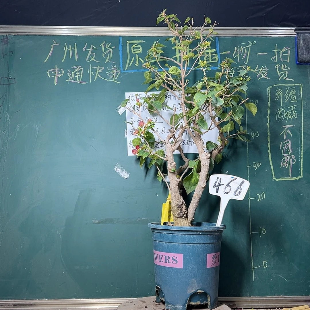 完全开放高80CM 暗斑五宝 原生树头 466