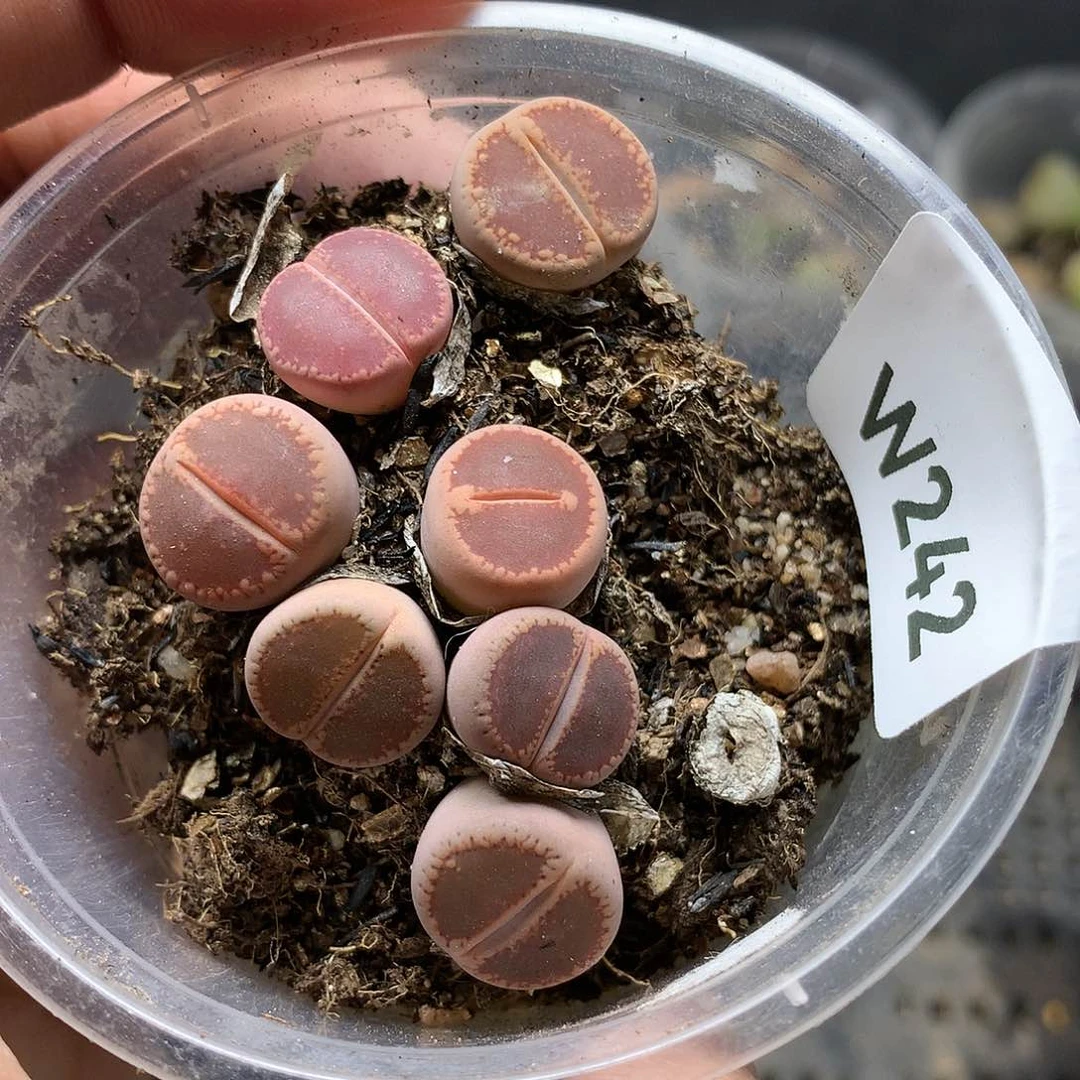 W242多肉植物保护