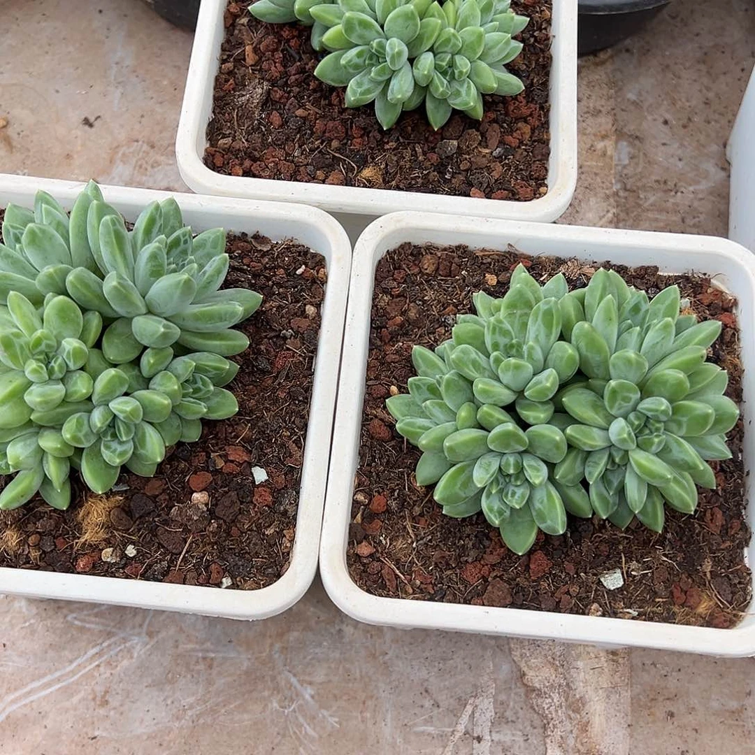 雨花石群生12厘米可挑
