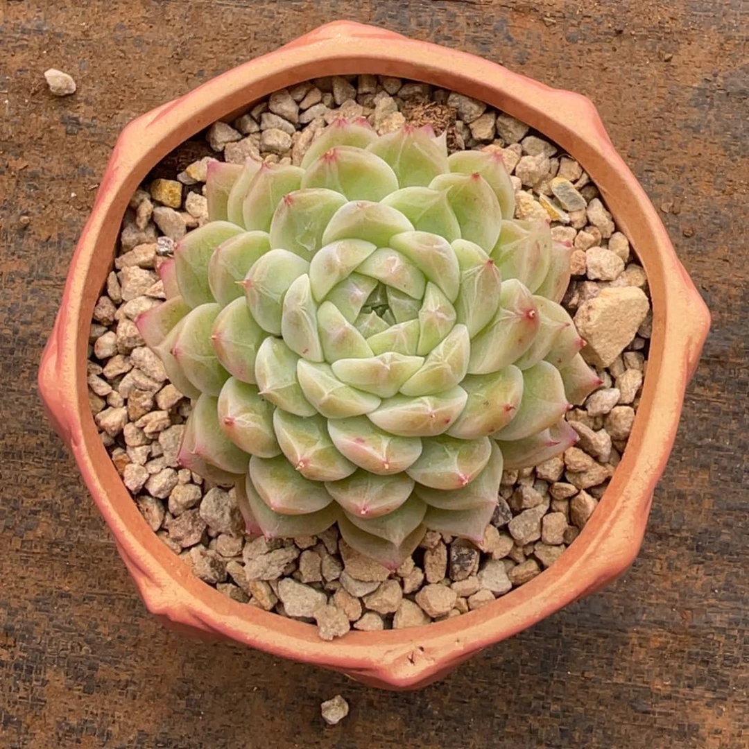 意***喵水中月单头宝贝专拍