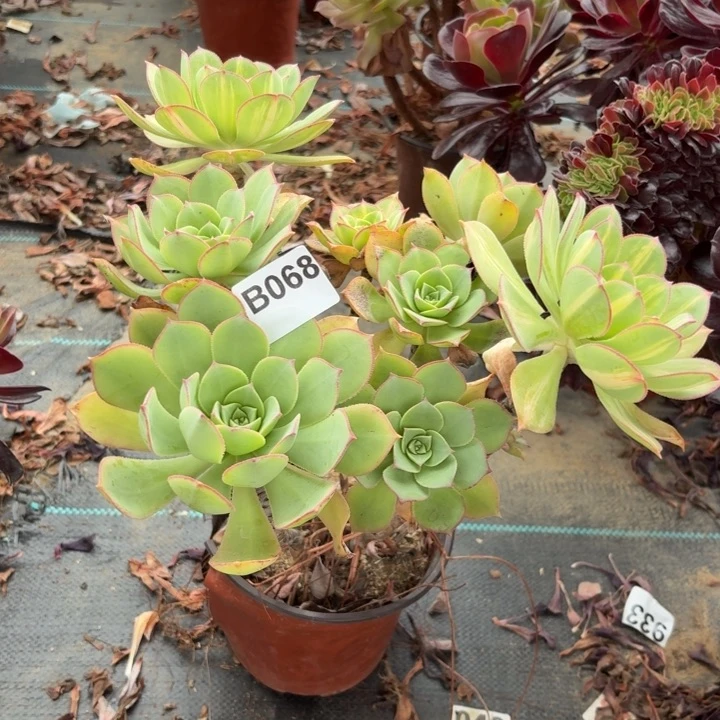 ?*梦黄中斑多肉植物坏的068