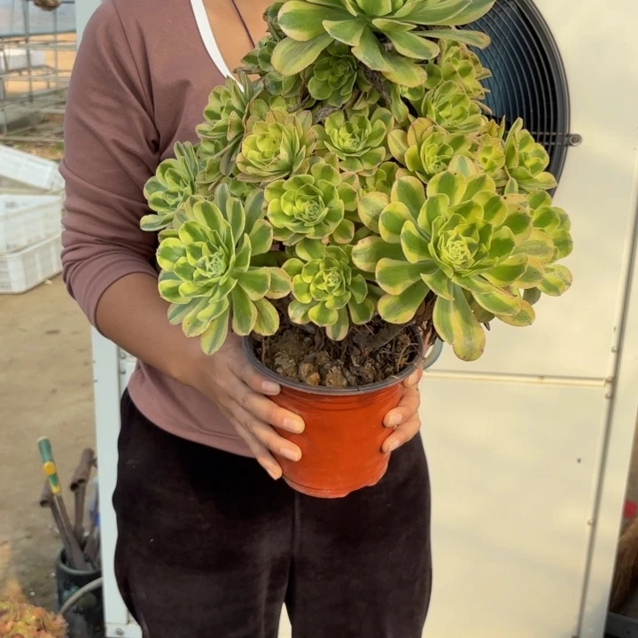瑞妈多肉植物069保时捷
