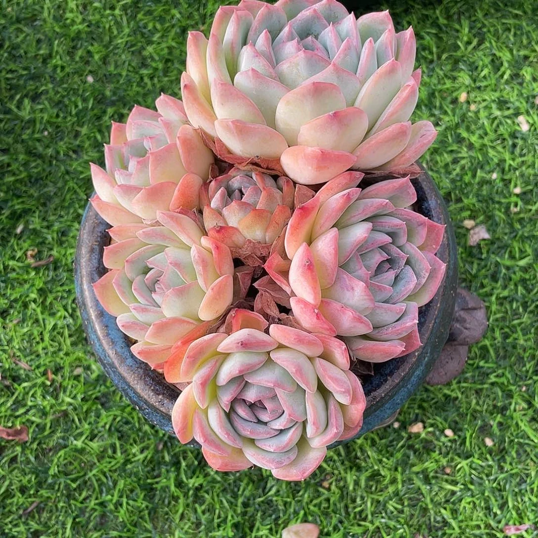 莎莎女王群生多肉植物一物一拍