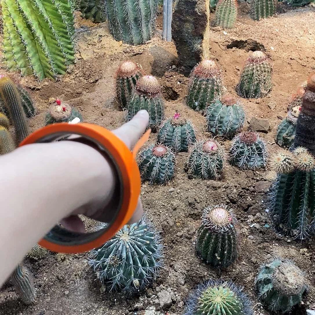 笨***猪0000000000990000000