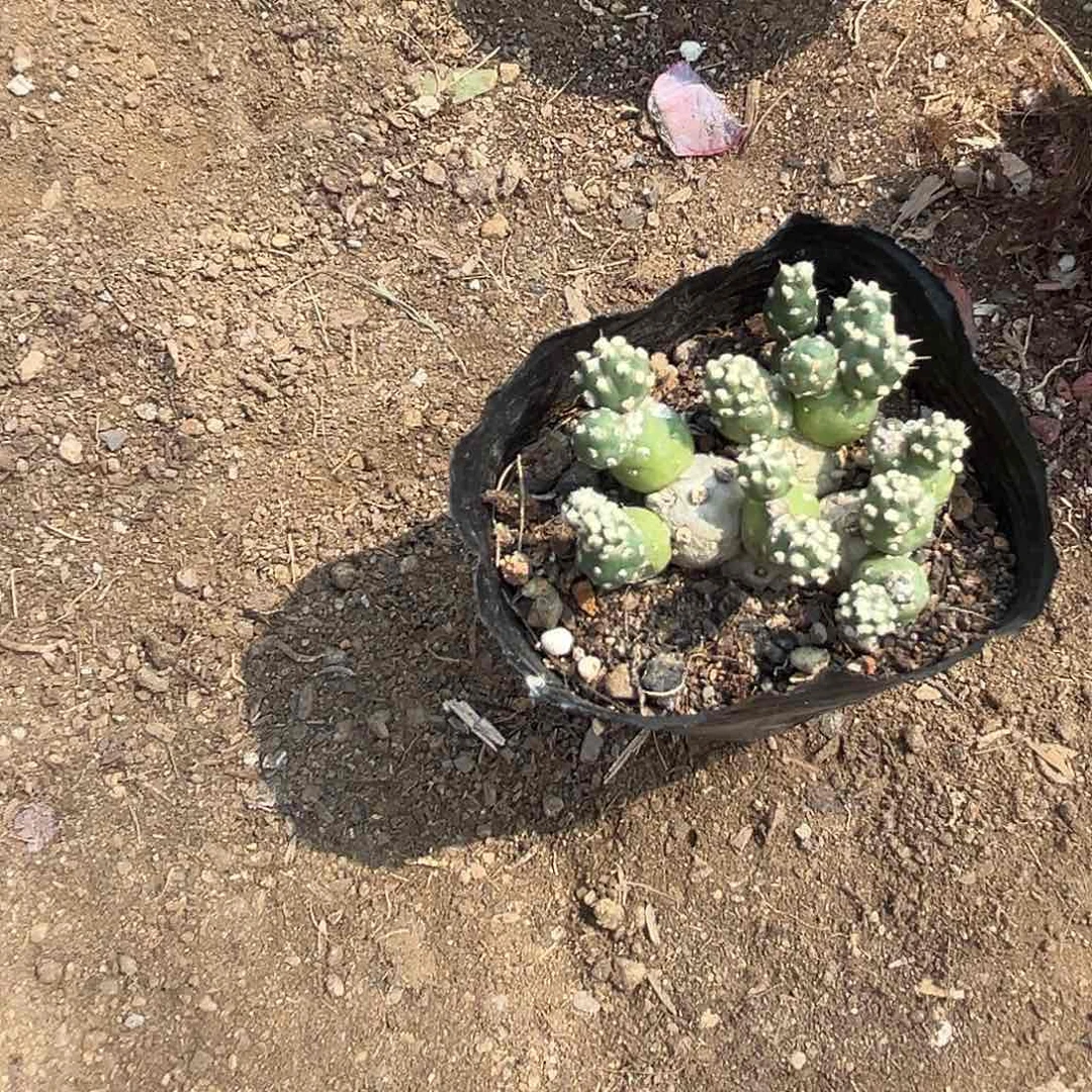 多肉植物罗西安娜团扇