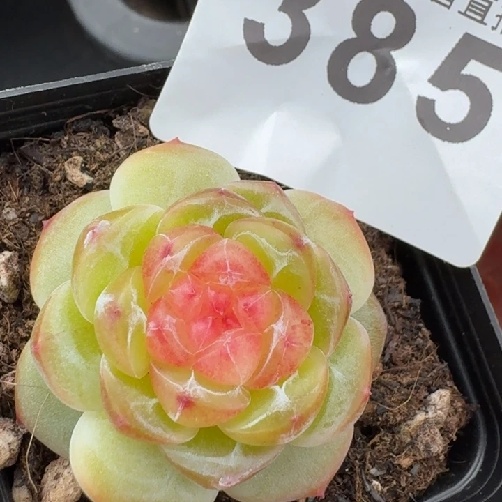 拿铁奶沫         今日新品上新多肉植物