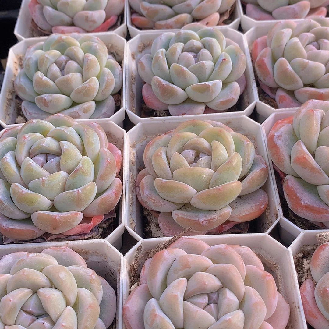 冰玉245678899000000