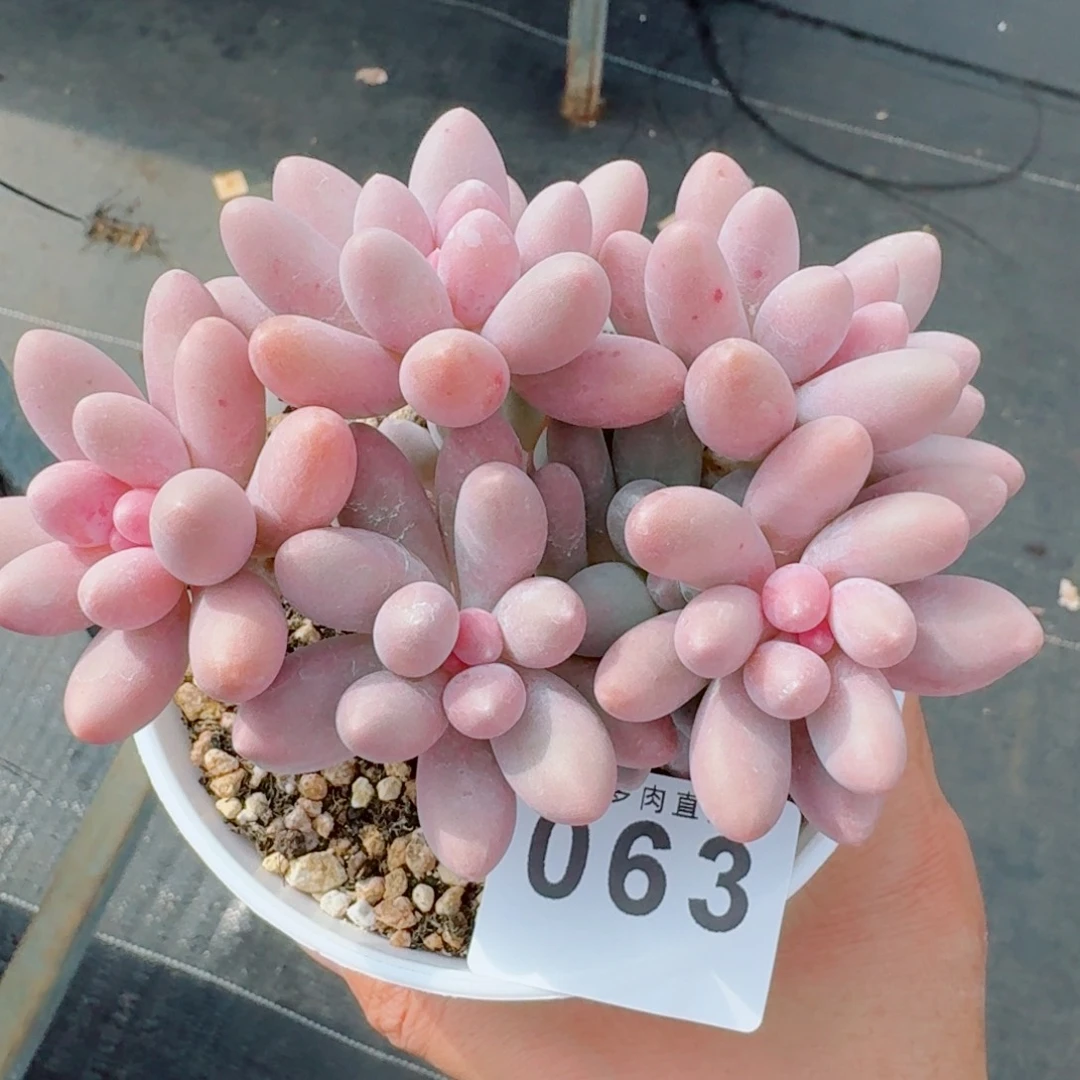 树桩汤圆群生整装无砍