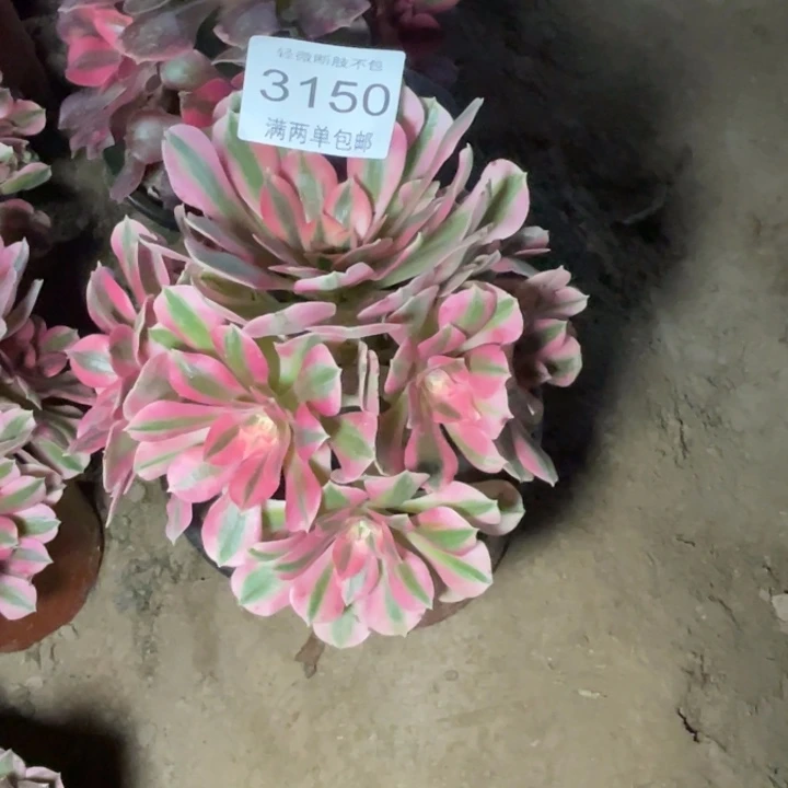 3150女巫的的的的