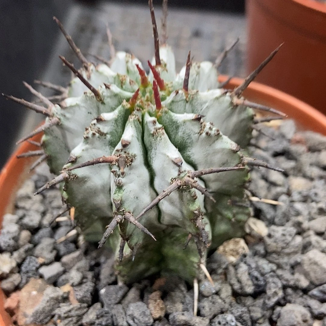 实生白衣魁伟玉仙人球