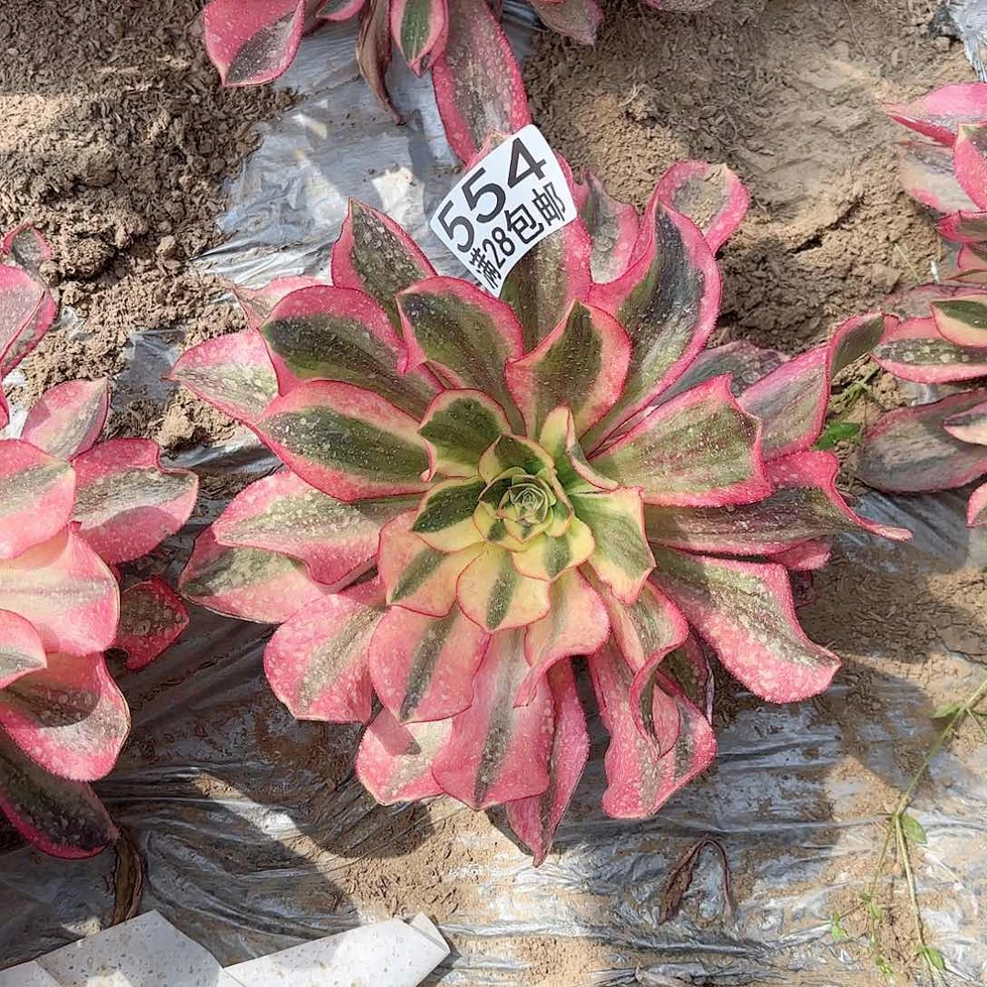 清**雅C. 554魅影多肉1111