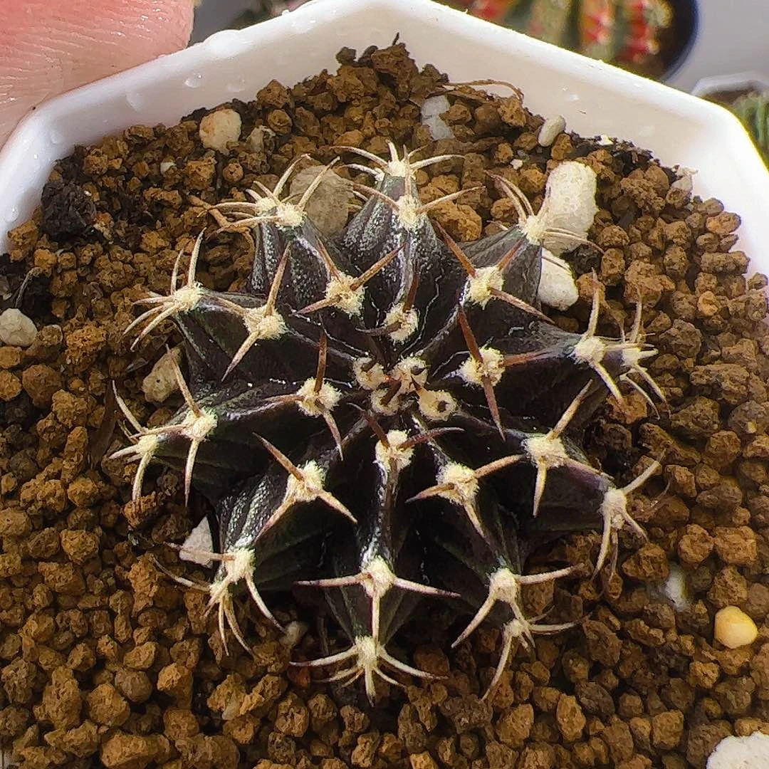 大部分开放少量花苞287