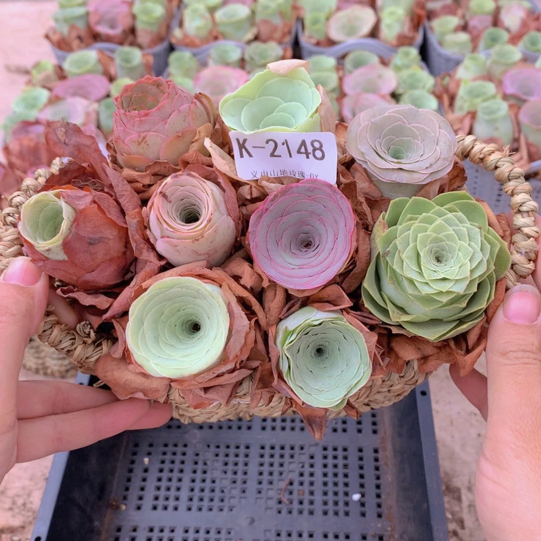 2148带篮子9颗bb v vvv