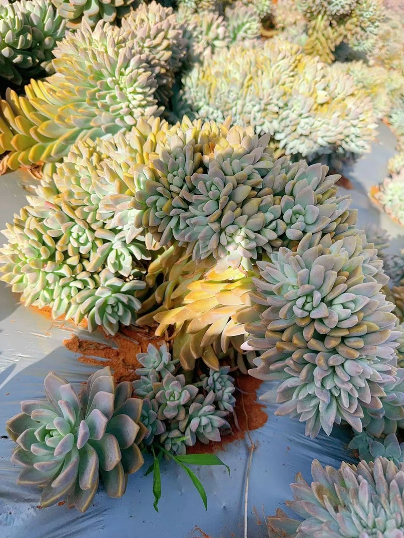 淡雪缀化  好种好养 新手必拍 云南发货精品多肉植物