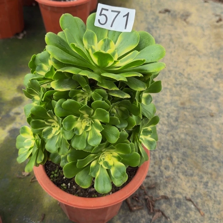 辛尼亚571000000000