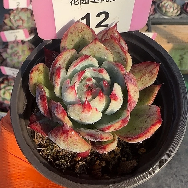 12 惊鸿仙子多肉植物6-9cm