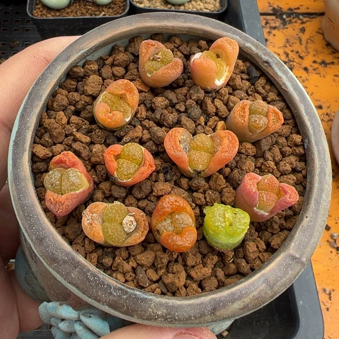 量拍超级蛋糕风铃一颗