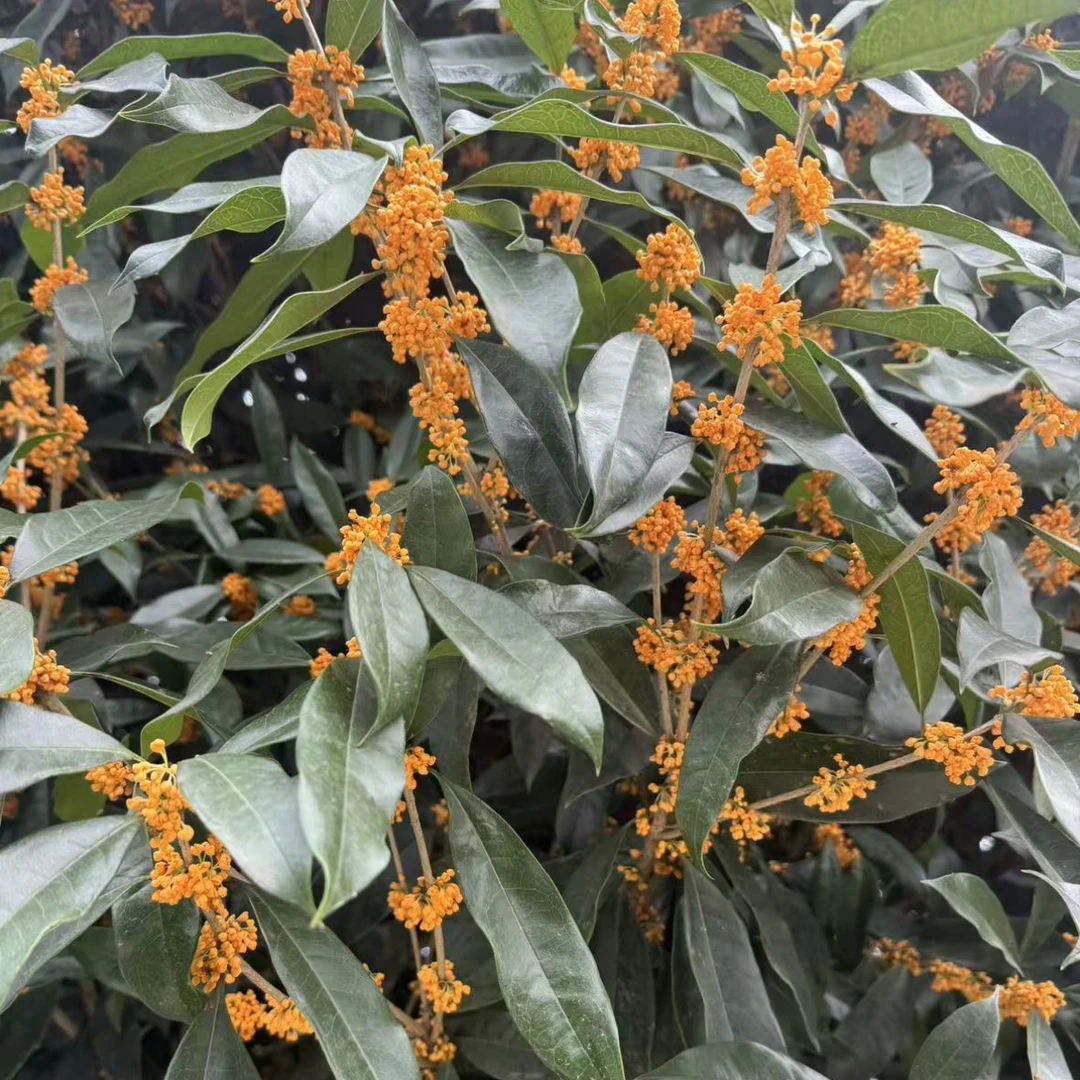 一物一拍桂花四季桂金桂丹桂
