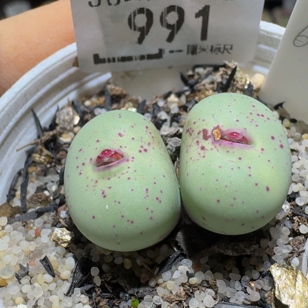 Ssss精品生石花991