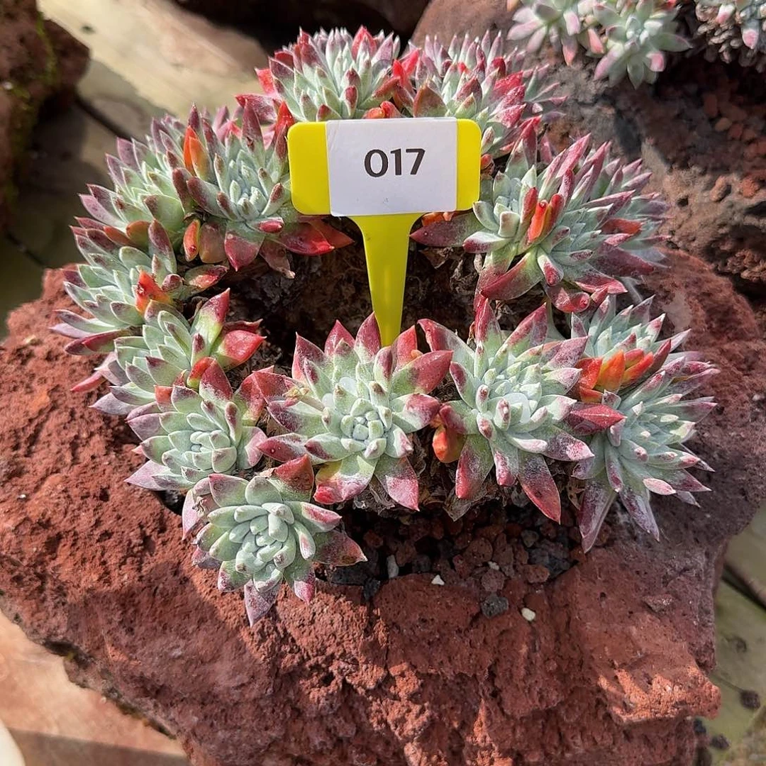 2***6多肉植物仙女杯251214017