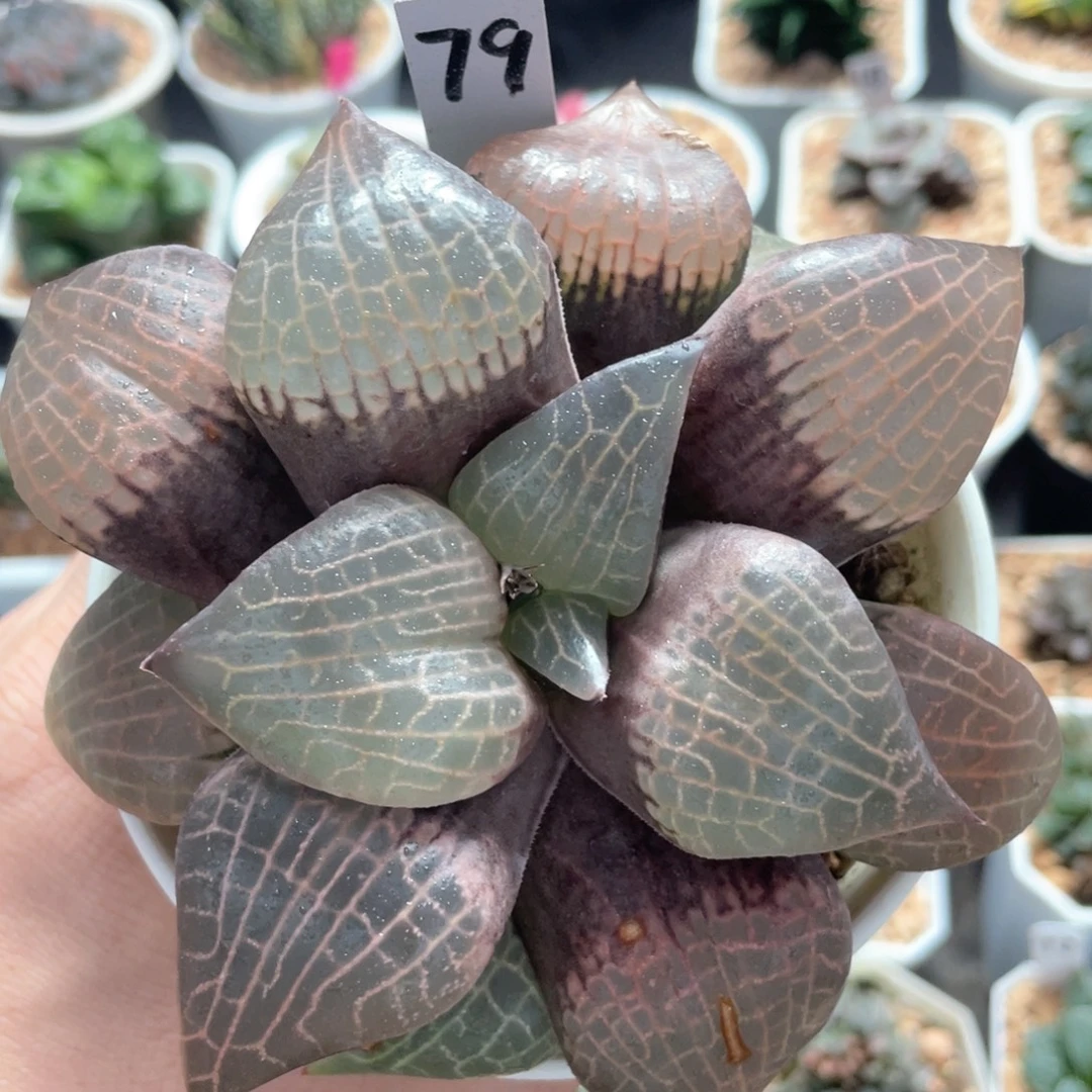 79粉玻璃康平。