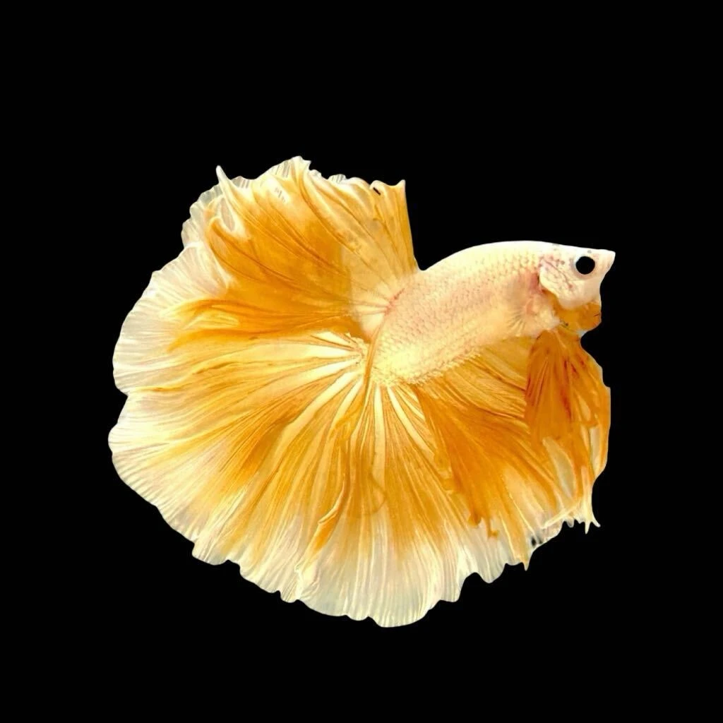 【481-504】号泰国斗鱼仙女款婚纱鱼半月斗鱼宠物热带小型观赏鱼