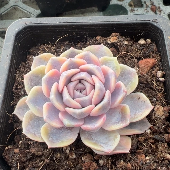 汉堡锦一物一拍须根