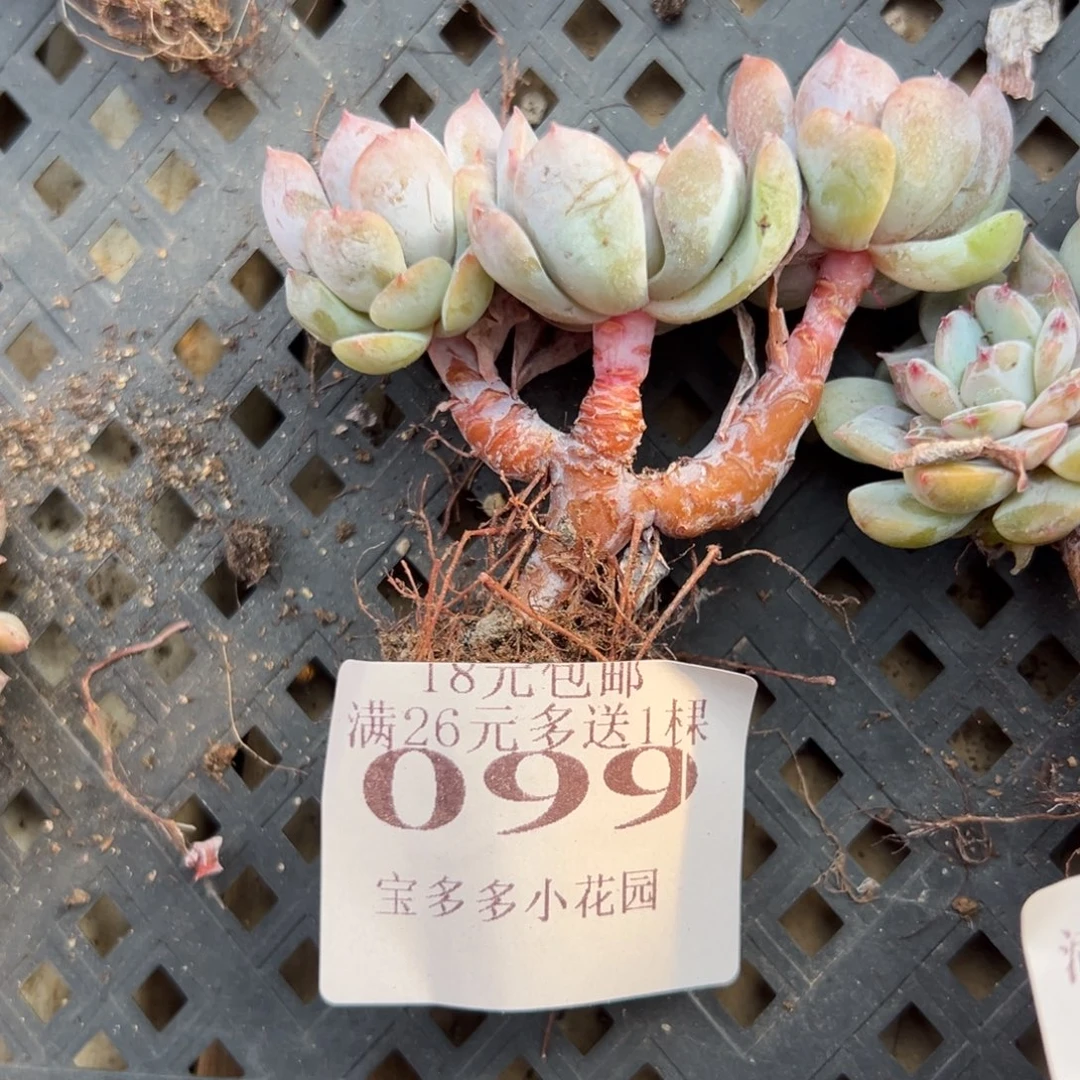 099号糖心小树 一物一拍 满18包邮