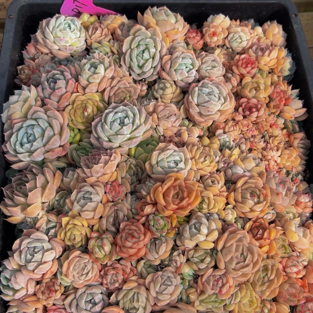 592多肉葡萄领导人物