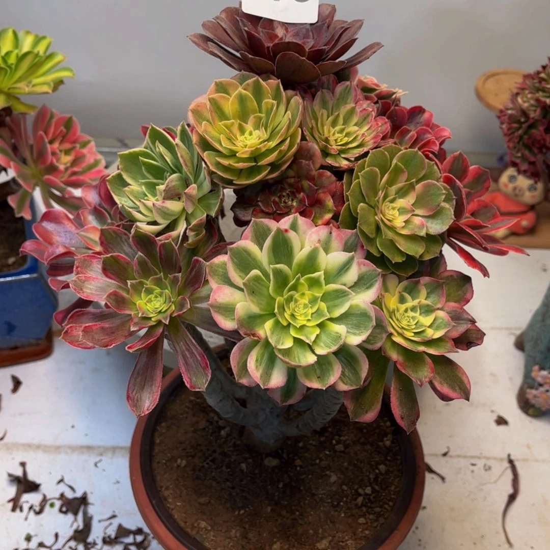 有***宝多肉植物嫁接法师678