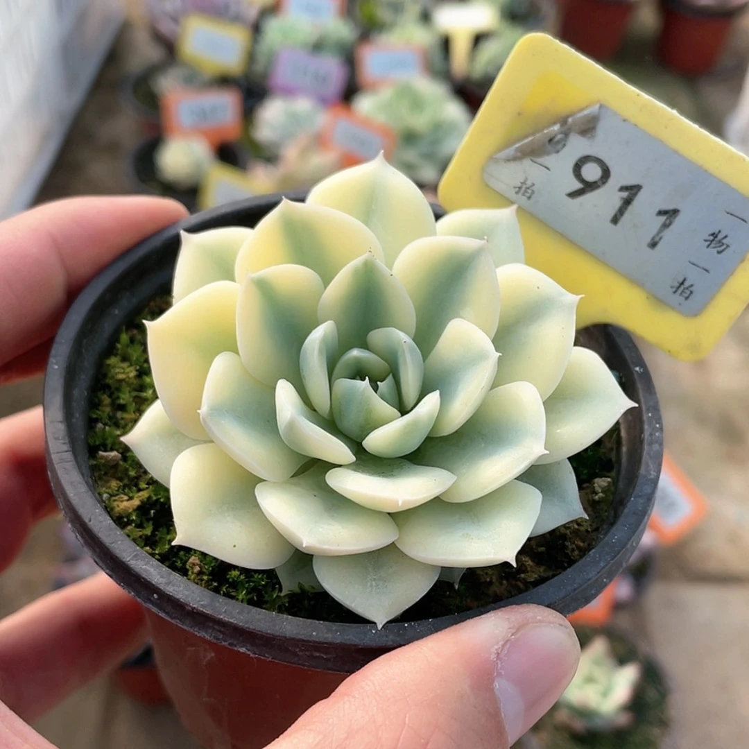 【闪购商品】911号