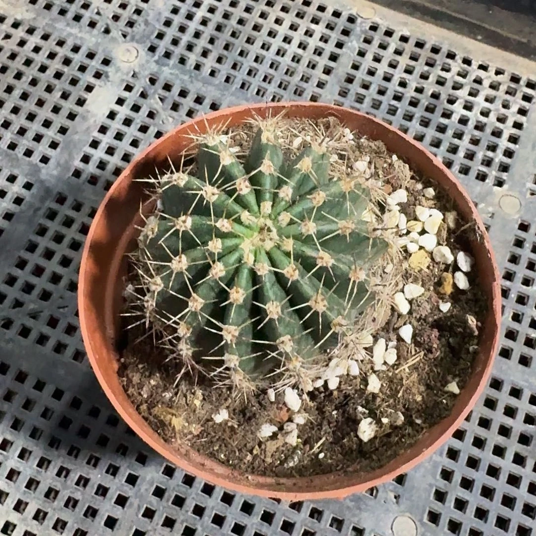****》银河落彩草仙人球