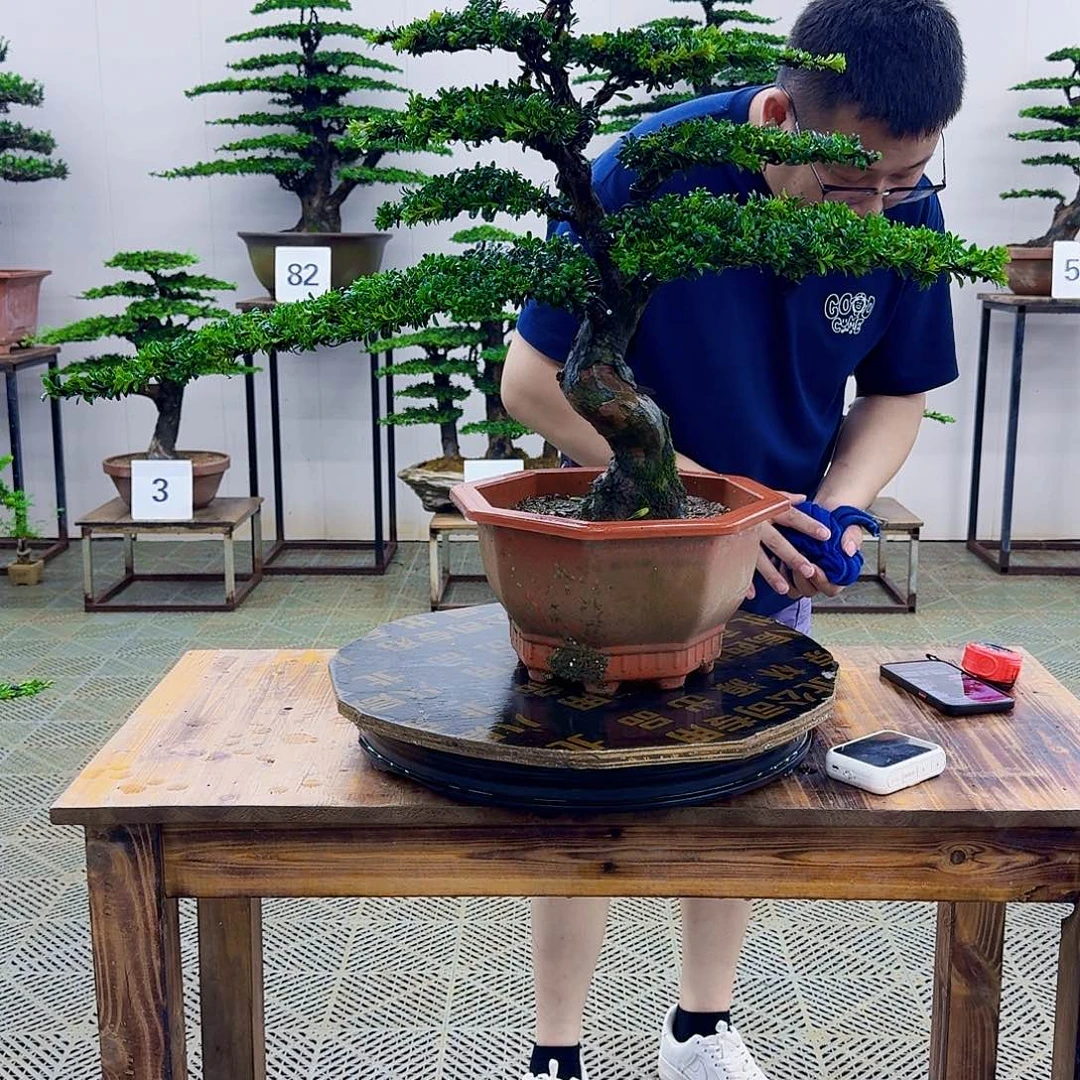 无花朵红芽罗汉松造型盆景塑料盆