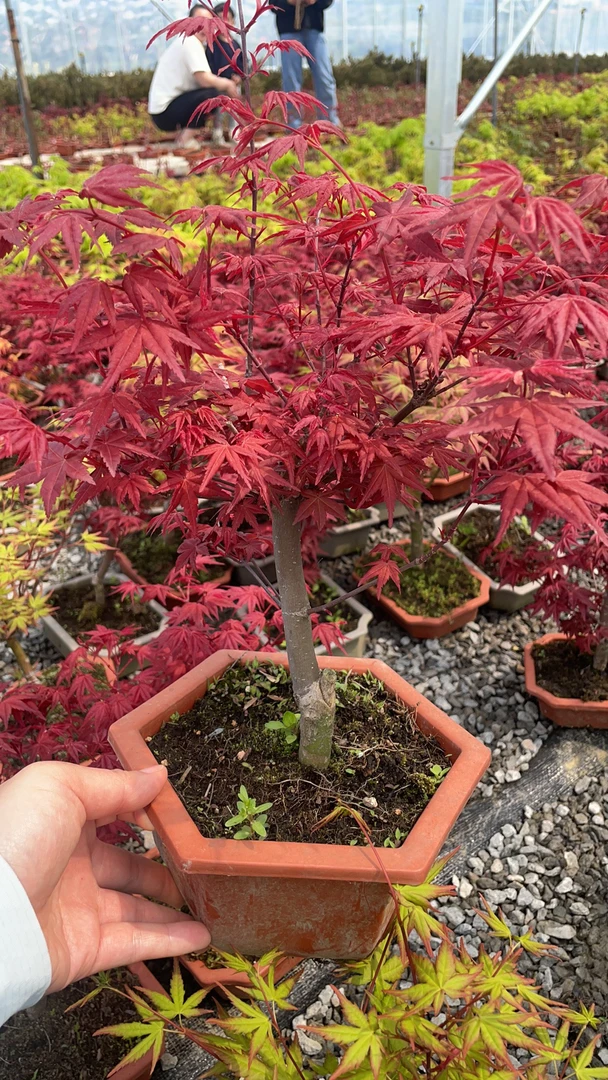 枫树盆景一物一拍