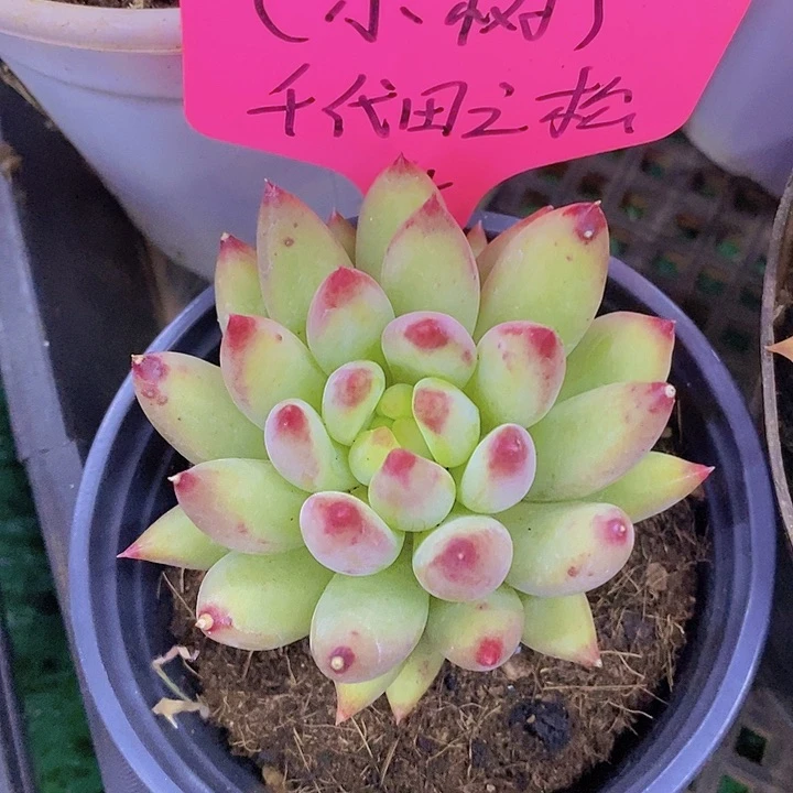 开心多肉，清跑单的货，一物一拍