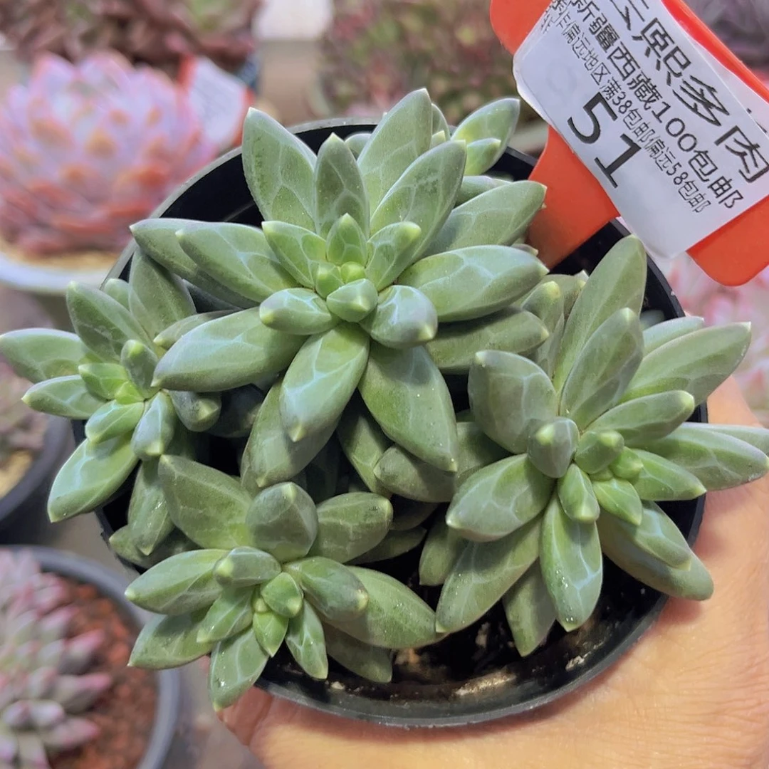 0051乌拉克拉多肉植物