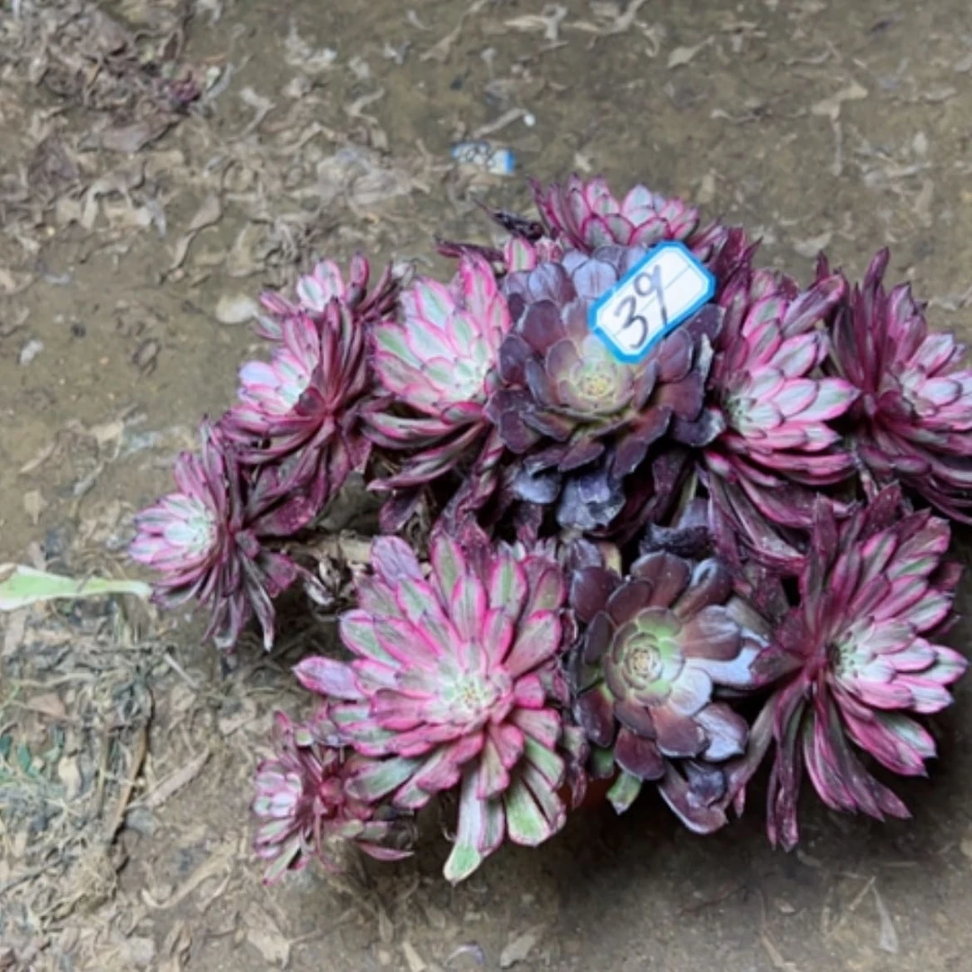 【闪购商品】多肉植物紫霞39