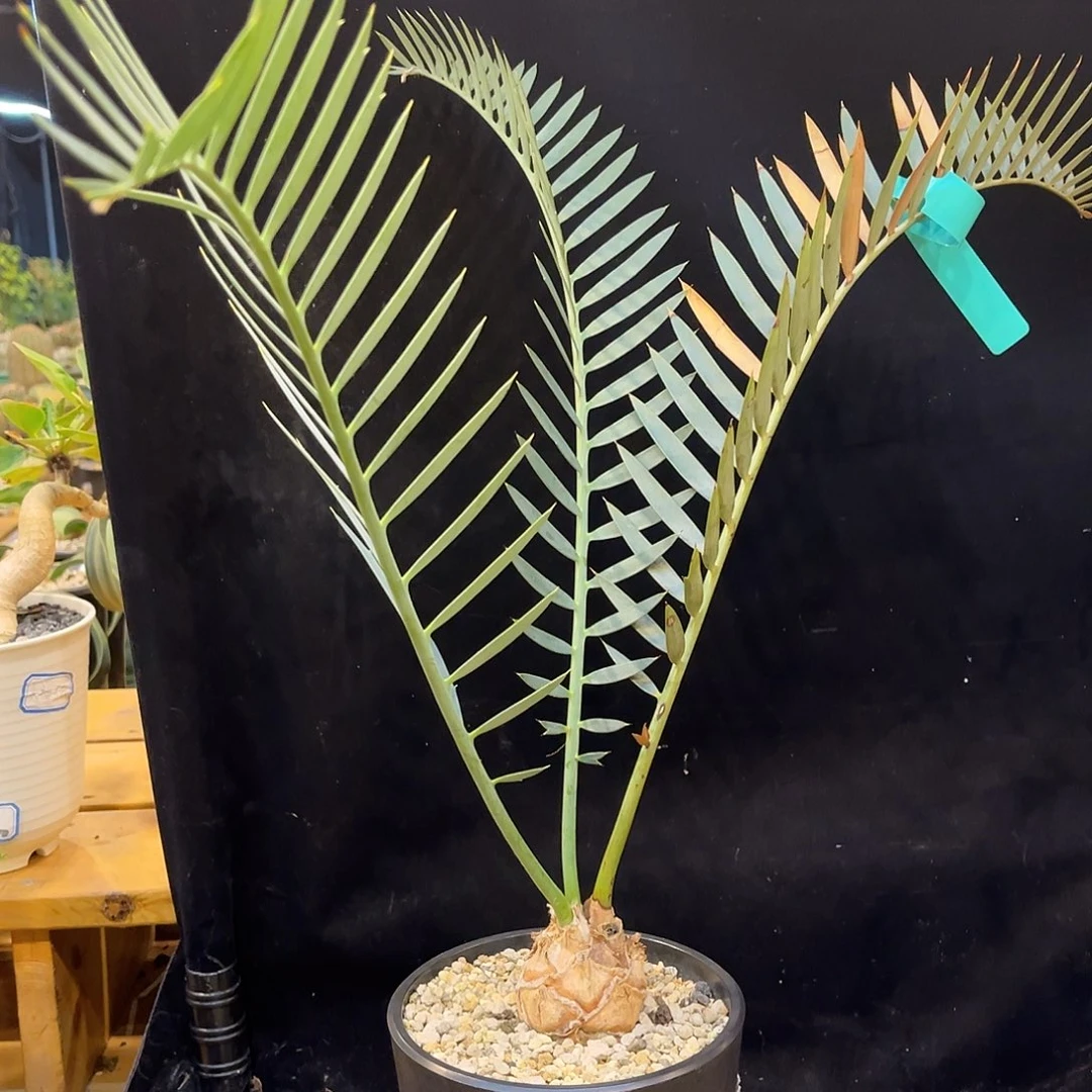 潮流植物莱蔓尼 5.5公分 定养