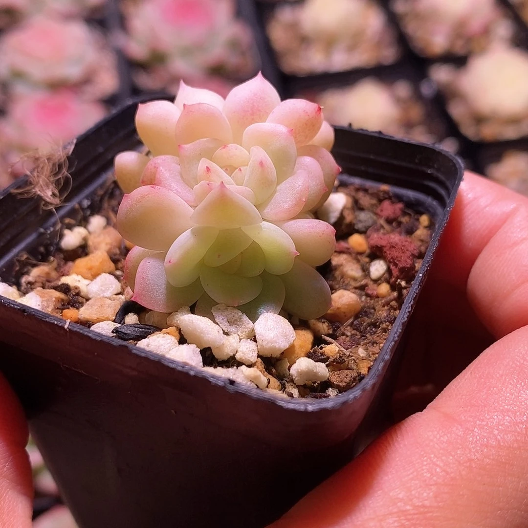 响当当啊这不是说要